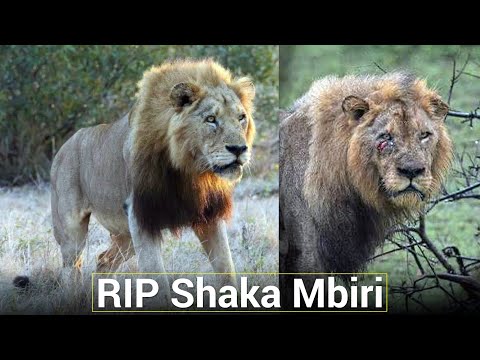 RIP Shaka Mbiri | The King of Mbiri Lions Coalition Has Fallen