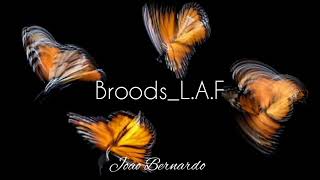 Broods - L.A.F (Lyrics)