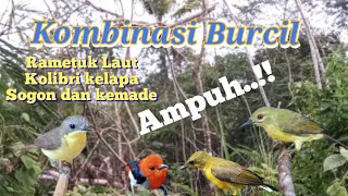 Download lagu Suara Pikat Kombinasi Kolibri Kelapa Rametuk Laut Sogon Kemade mp3 Download lagu Suara Pikat Kombinasi Kolibri Kelapa Rametuk Laut Sogon Kemade mp3