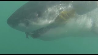 preview picture of video 'Great White Shark - Gansbaai - Cage Diving 2014'