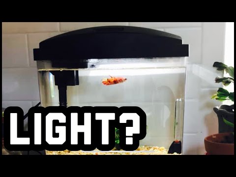 YouTube video about: What color light do betta fish like?