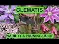 CLEMATIS VARIETY PRUNING GUIDE How To Prune And Great Varieties To Grow