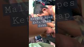 Download lagu #Maling #Apes | bonyok dah #short mp3