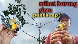 Download lagu mikat burung sirtu/cipoh cuman modal mp3 langsung lengket mp3