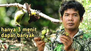 Download lagu Cara Ampuh Mikat Burung Kolibri Kelapa - Pasti Semua Bisa Cara Ini mp3