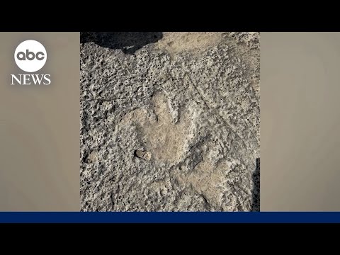 Dinosaur footprints from 115 million years ago found after Texas flood