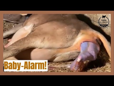 Baby-Alarm! Ein Kälbchen kommt zur Welt | Milchkuh| Farmfluencer