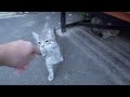 Grey Kitten With Tuxedo Cats