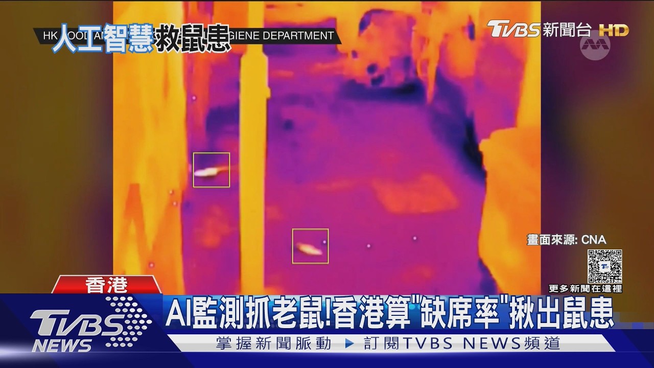 影音/香港鼠患嚴重!AI熱成像揪老鼠 2成監測點仍「鼠滿為患」