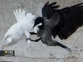 Doves released at Vatican attacked by crow and seagull