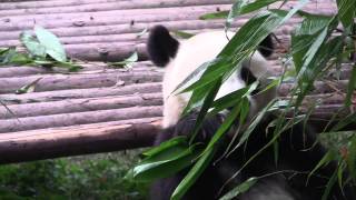 preview picture of video 'Giant Pandas at the Panda Research Center in Chengdu, Sichuan, China'