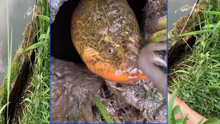 Wow Amazing Fishing Eel - Eel fishing Using Hook EP0028