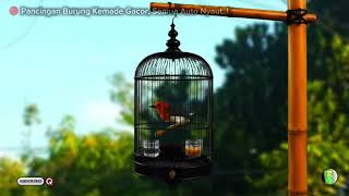 Download lagu 🦜AUTO NYAUT❗Suara Burung Kemade. Pikat Burung Cabai. Masteran Burung Cabe Gacor. Suara Burung Kemade mp3
