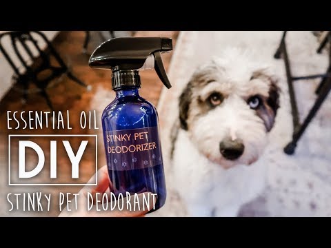 download lagu mp3 mp4 Homemade Deodorizing Spray For Dogs, download lagu Homemade Deodorizing Spray For Dogs gratis, unduh video klip Homemade Deodorizing Spray For Dogs