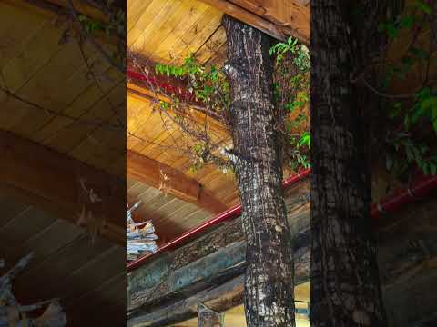Huilo Huilo, Puerto Fuy, Panguipulli, Los Rios, Chile