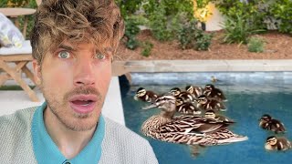 I Rescued a Pregnant Duck and Her 8 Babies!