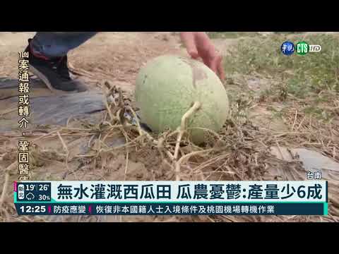 無水灌溉西瓜田 瓜農憂鬱:產量少4成