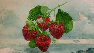 My Bloody Valentine ~ Strawberry Wine