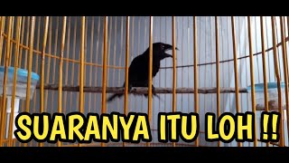 Download lagu SUARA KASAR SRI GUNTING KRANTIL !! mp3 Download lagu SUARA KASAR SRI GUNTING KRANTIL !! mp3