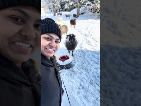 ചെമ്മരിയാടുകൾ മേഞ്ഞു നടക്കുന്ന ഫിന്നിഷ് ഗ്രാമം 🐑❄️🥰#mallusinfinland