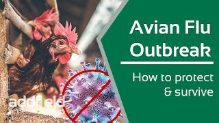 How to Prevent and Survive Avian Flu