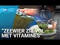 'Zeewierboeren zijn de toekomst voor de landbouw'