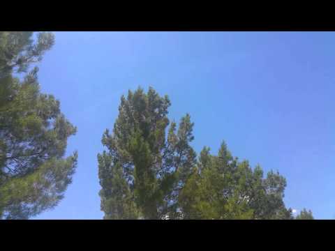 Roy Williams Service. P51 flyover