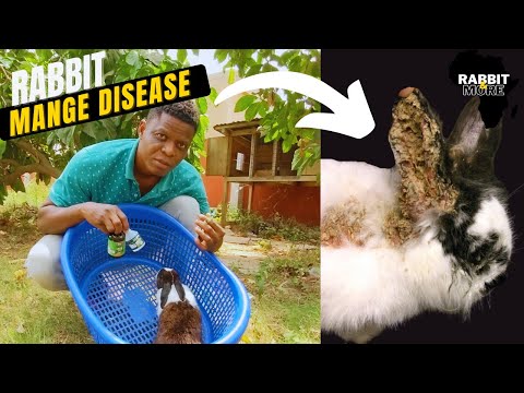 , title : 'How to Treat MANGE DISEASE in Rabbits
