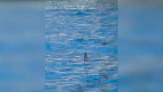 spunta-una-pinna-allarme-squalo-a-palinuro