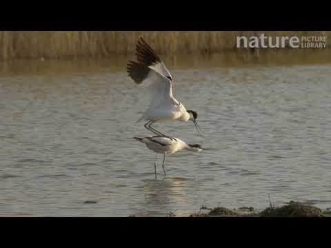 Пара Шилоклювок (Recurvirostra avosetta) ухаживает и спаривается, Линкольншир (Lincolnshire), Англия, Великобритания, июнь.