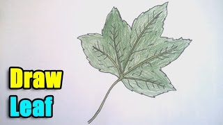 How to Draw a Leaf step by step