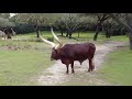 Kilimanjaro Safaris On Ride POV Disney S Animal Kingdom November 2020