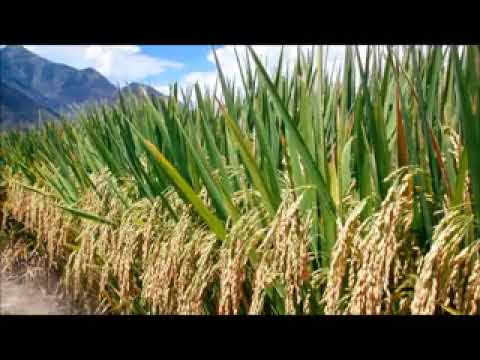 Lis Pos Thaum Nco Koj