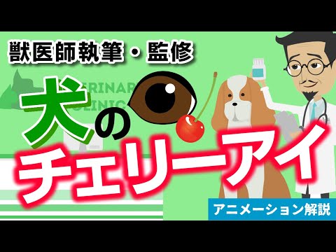 犬のチェリーアイの治療方法