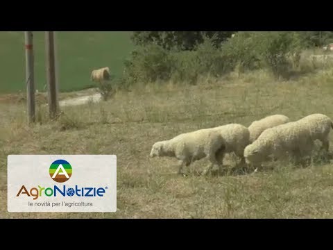 Terremoto un anno dopo, si riparte dalla pecora sopravissana