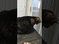 my cat Moe was so excited for my brother's girlfriend to come over - pip my cat Moe was so excited for my brother's girlfriend to come over