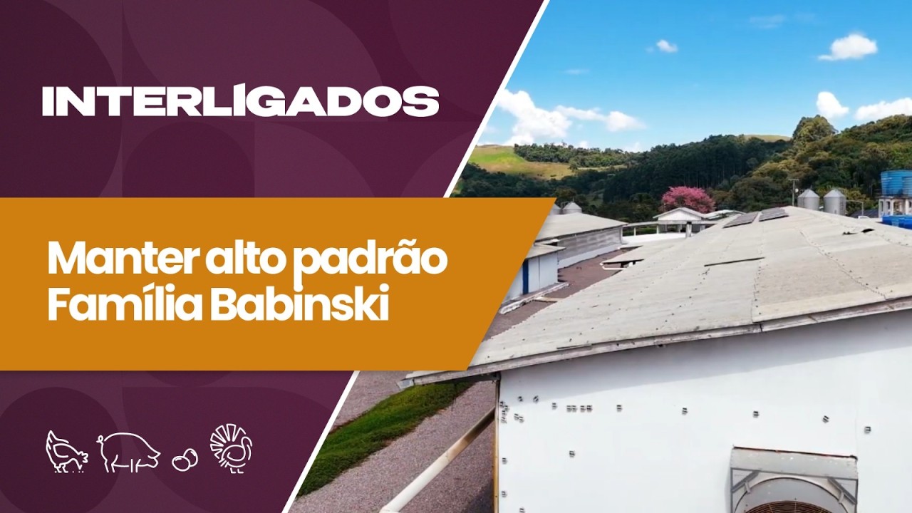 Como manter uma granja de suínos no topo? Gestão, equipe e inovação fazem a diferença | Interligados
