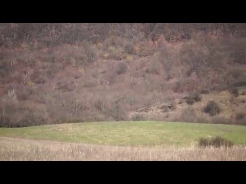 Kékes rétihéja hím