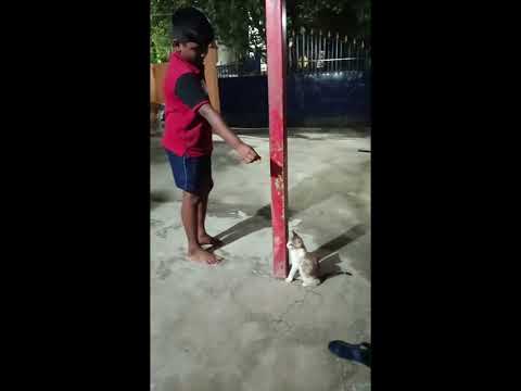 Rishikesh playing with cat