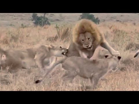 male lion being attack by lioness to protect her cubs video
