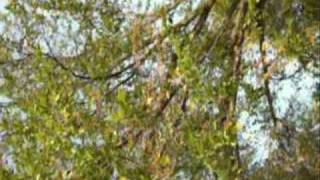 Tony Pucci &amp; Leah Pinnavaia - Your Smile Never Fades (from &quot;Songs for Jenny&quot;)