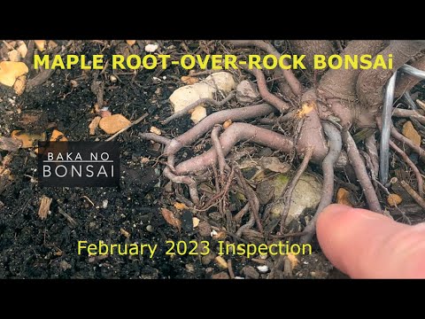 Maple Root-Over-Rock Bonsai: Checking Progress Feb. 2023