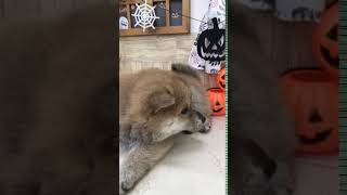 柴犬の動画01