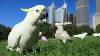 Trailer Preview Image