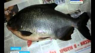 В Котласе поймана рыба с «человеческими» зубами
