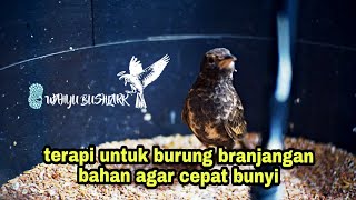 Download lagu Suara terapi untuk merangsang branjangan bahan cepat bunyi mp3 Download lagu Suara terapi untuk merangsang branjangan bahan cepat bunyi mp3
