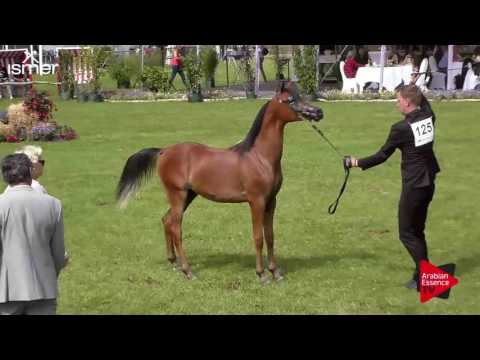 N.125 HDM MARWADEE APAL - Ströhen 2017 Int B-Show - Yearling Colts (Class F)