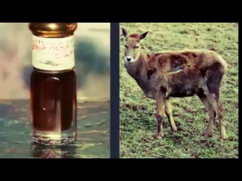 Allah ki Qudrat Bayan by Maulana Tariq Jameel Sab