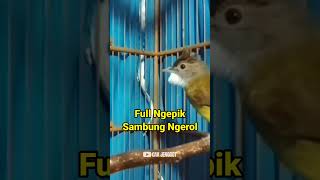 Download lagu CUCAK JENGGOT FULL NGEPIK DISAMBUNG NNGEROL PANJANG‼️ #cucakjenggot mp3