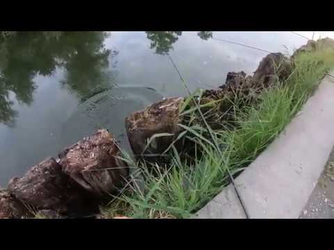 Od deverike , linjaka pa do soma